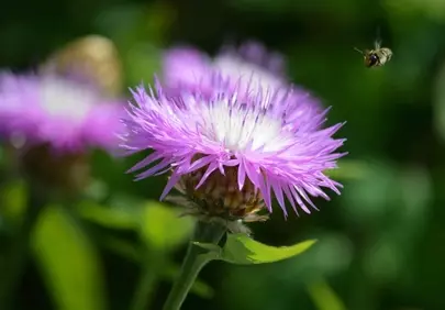 Vibrant Knapweed Bloom: A Bee's Nectar Oasis