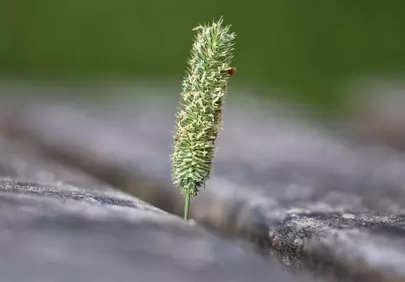 Resilient Green Blade: A Symbol of Nature's Unyielding Growth