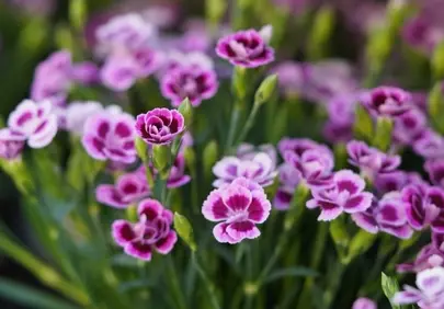 Vibrant Purple Carnations: A Stunning Floral Display