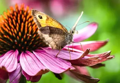 Vibrant Butterfly on Purple Coneflower: Nature's Summer Ballet