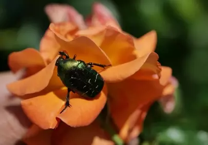 Vibrant Rose & Jewel Beetle: Nature's Macro Masterpiece