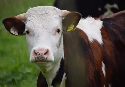 Majestic Brown and White Cow Gazing Intently in Lush Pasture