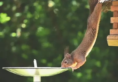 Acrobatic Squirrel Quenches Thirst in Summer Garden