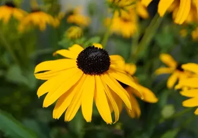 Vibrant Yellow Black-Eyed Susan in Sunlit Garden