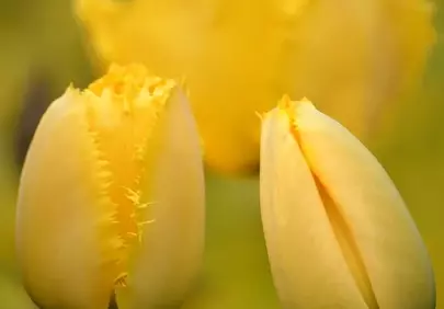 Vibrant Yellow Tulips: Nature's Springtime Masterpiece