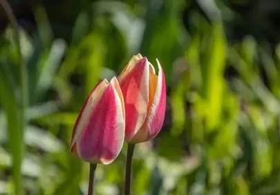 Vibrant Red-Gold Tulips Blooming in a Spring Garden