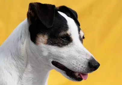 Charming Jack Russell Terrier Profile on Yellow