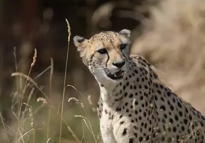 Majestic Cheetah: Wild Grace in Golden Grass
