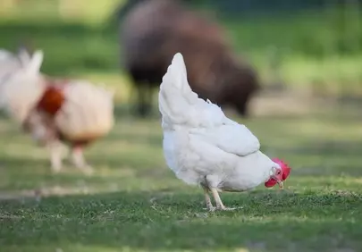 Vibrant Free-Range Hens Foraging in Sunny Pasture