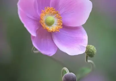 Vibrant Pink Anemone Bloom: Delicate Spring Beauty