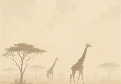 Enchanting Misty Morning Safari: Giraffes in Golden Serenity