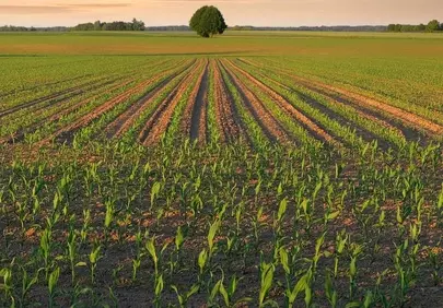 Golden Hour Bliss: Solitary Tree in Verdant Field
