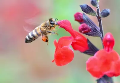Vibrant Bloom: Busy Bee Pollinating Red Flowers