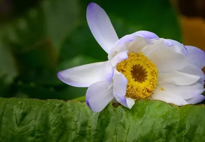 Exquisite Water Lily: Nature's Serene Blossom