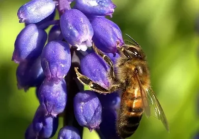 Vibrant Purple Bloom: Bee's Nectar Delight