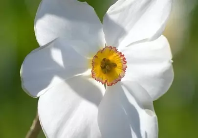 Stunning White Daffodil: A Symbol of Spring's Pure Beauty