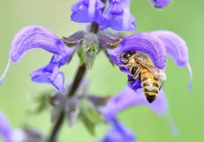 Vibrant Macro: Busy Bee Pollinating Purple Meadow Clary