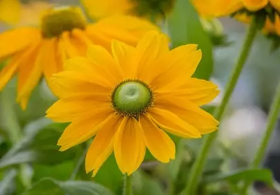 Vibrant Yellow Daisy: A Macro Summer Delight