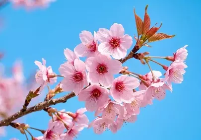 Vibrant Cherry Blossoms: A Symphony of Pink Against Azure