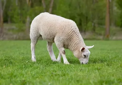 Charming Lamb Grazing: Idyllic Springtime Serenity