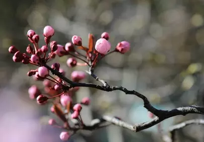 Vibrant Spring Awakening: Plum Blossom Buds Unfurl