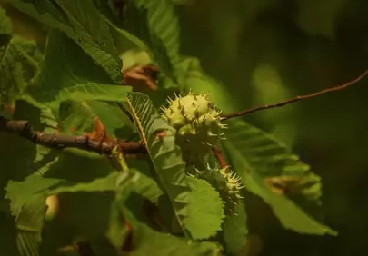 Vibrant Spiked Horse Chestnut Fruit in Summer Green
