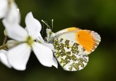 Vibrant Orange-tip Butterfly on Delicate Spring Bloom