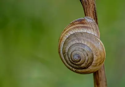 Stunning Macro: Snail Shell's Intricate Spiral Beauty