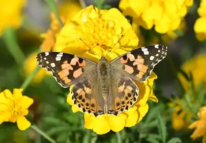 Vibrant Painted Lady Butterfly on Golden Marigolds