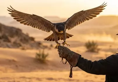 Majestic Peregrine Falcon Landing on Handler's Glove at Golden Sunset
