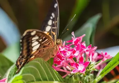 Vibrant Butterfly on Pink Flowers: A Summer Macro Delight