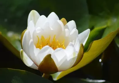 Stunning White Water Lily Unfolding in Serene Pond