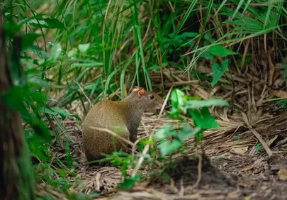 Vibrant Agouti Thriving in Lush Jungle Habitat