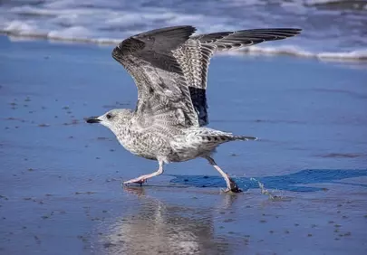Graceful Seagull Takes Flight on a Sun-Kissed Beach Shore
