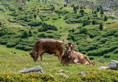 Serene Alpine Pasture: Cows Grazing Amidst Majestic Mountains