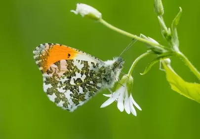 Vibrant Orangetip Butterfly on Delicate White Spring Blossom