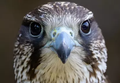 Intense Falcon Stare: Nature's Predator Up Close