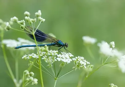 Vibrant Blue Dragonfly Resting on Delicate White Blossoms