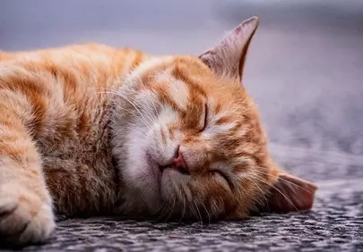Serene Slumber: Adorable Orange Cat Enjoys a Peaceful Outdoor Nap