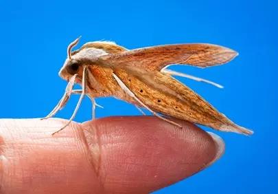 Stunning Macro: Teretra Japonica Hawkmoth on a Finger