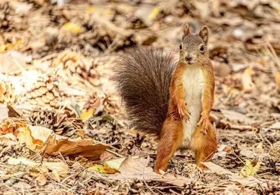 Charming Autumn Squirrel: Captivating Wildlife Desktop Background