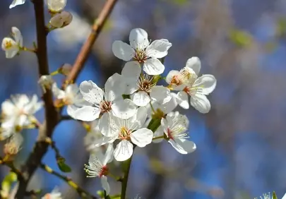 Stunning White Spring Blossoms: A Macro Nature Delight