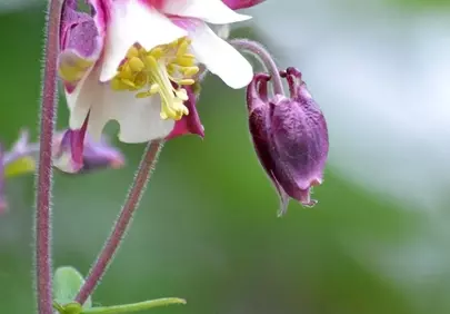 Vibrant Columbine Bloom: Nature's Delicate Garden Jewel