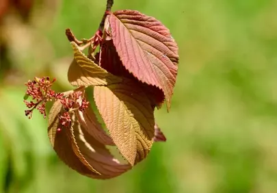 Vibrant Autumn Leaves: Nature's Macro Beauty with Pink Hues