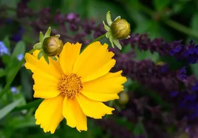 Vibrant Yellow Coreopsis Blooms in a Summer Garden
