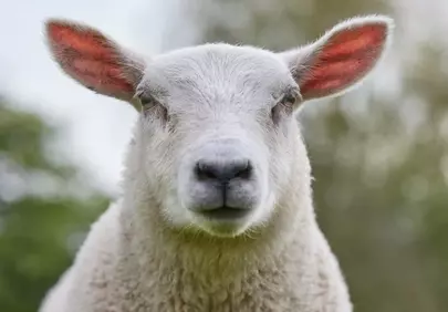 Charming Lamb Portrait: Curious Young Sheep in Spring Pasture