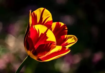 Vibrant Striped Tulip: A Stunning Floral Close-up Wallpaper