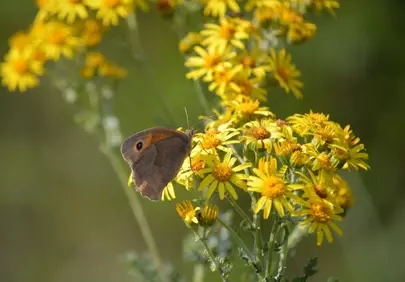 Vibrant Summer: Meadow Brown Butterfly on Yellow Ragwort