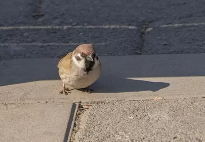 Charming Urban Sparrow: A Glimpse of Wild Nature
