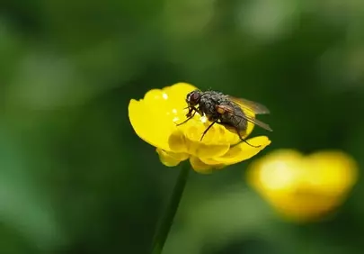 Vibrant Macro: Fly on Yellow Buttercup with Dewdrops